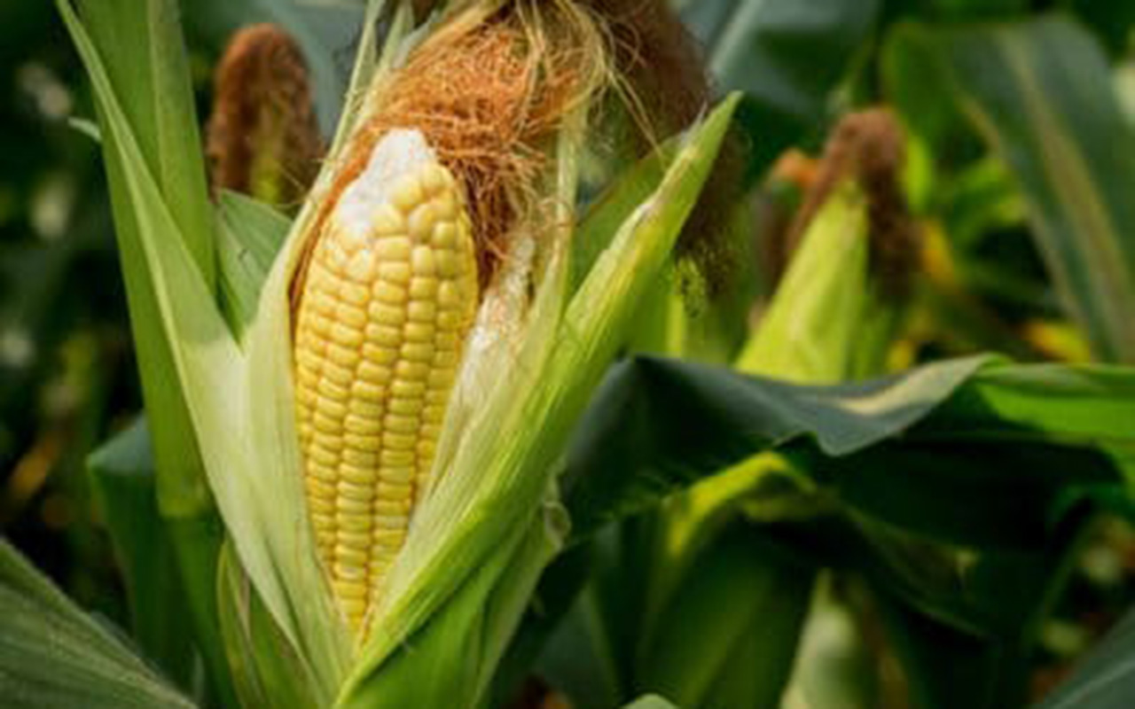 maize-agriculture-nigeria