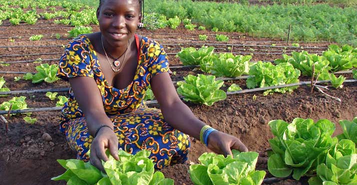 An Introduction To Home Gardening - Agriculture Nigeria