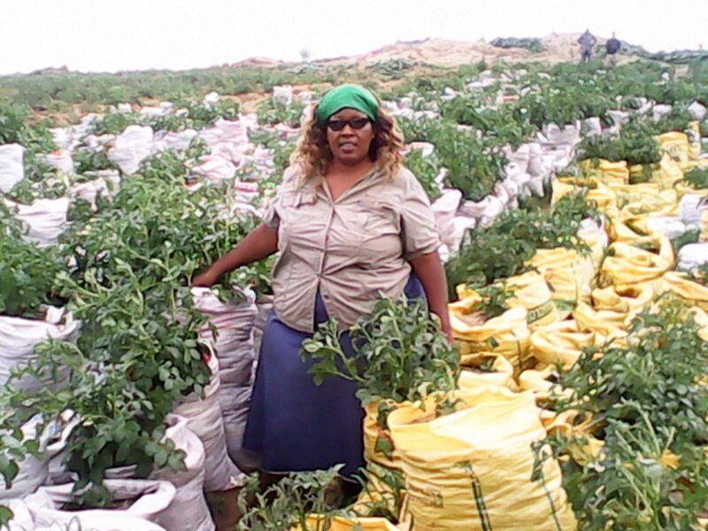 Potato - Agriculture Nigeria