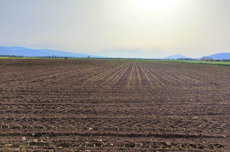 land-preparation-activities-agriculture-nigeria