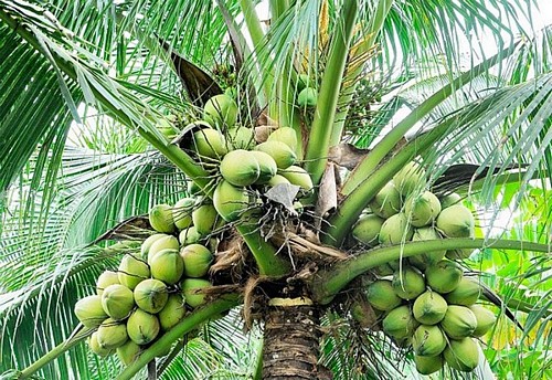 Coconut (Cultivation etc.) - Agriculture Nigeria