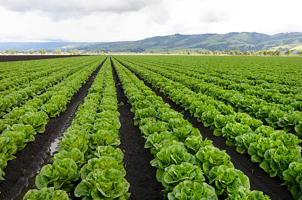 The Future of Agriculture in Nigeria: Trends and Innovations ...