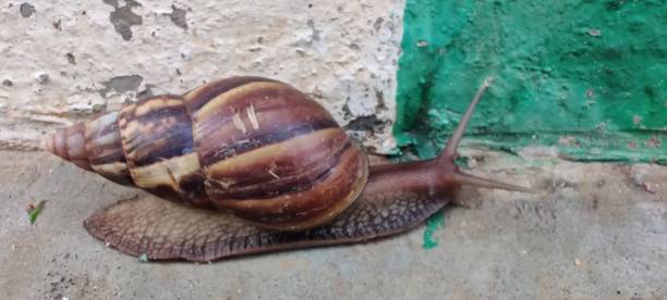 How To Establish A Lucrative Snail Farming Venture In Nigeria 9