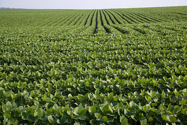 Mastering Crop Farming Techniques: A Guide to Higher Yields in Nigeria ...