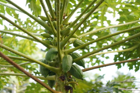 Unlock The Lucrative World Of Pawpaw Farming In Nigeria: A 